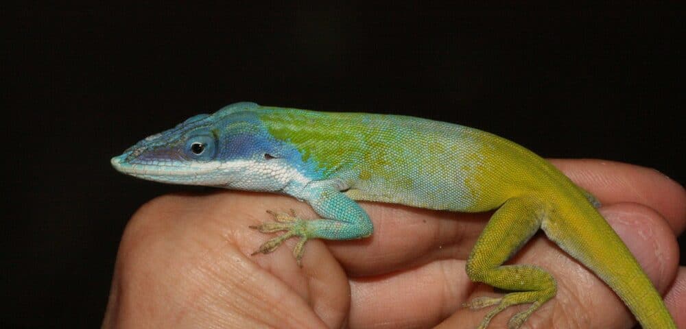 découvrez les prix variés des anolis verts, ces reptiles colorés et fascinants. que vous soyez un passionné d'animaux ou un amateur de terrariums, trouvez les meilleures offres pour réaliser votre rêve d'élevage avec ces animaux captivants.