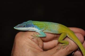 découvrez les prix variés des anolis verts, ces reptiles colorés et fascinants. que vous soyez un passionné d'animaux ou un amateur de terrariums, trouvez les meilleures offres pour réaliser votre rêve d'élevage avec ces animaux captivants.