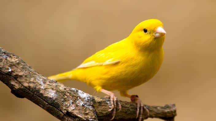 découvrez les principales causes de la maladie chez les canaris et les solutions efficaces pour les soigner. apprenez à identifier les symptômes et à prendre soin de votre compagnon à plumes pour garantir sa santé et son bien-être.