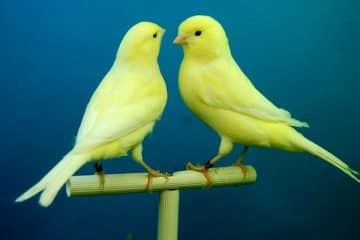 découvrez tout ce que vous devez savoir sur la couvaison des canaris. apprenez les étapes essentielles pour assurer le bien-être de vos oiseaux, les conditions idéales à créer et les soins à apporter pour une incubation réussie. idéal pour les passionnés d'ornithologie et les éleveurs.