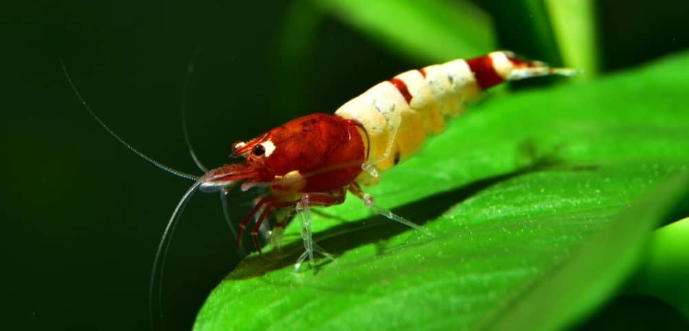 découvrez la crevette cherry, un petit crustacé d'eau douce aux couleurs vives et aux comportements fascinants. idéale pour les aquariums, elle apporte une touche de beauté et d'écosystème naturel à votre espace aquatique.