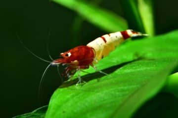 découvrez la crevette cherry, un petit crustacé d'eau douce aux couleurs vives et aux comportements fascinants. idéale pour les aquariums, elle apporte une touche de beauté et d'écosystème naturel à votre espace aquatique.