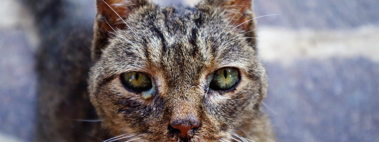 Comment déboucher le nez de votre chat : astuces et conseils pratiques