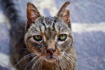 Comment déboucher le nez de votre chat : astuces et conseils pratiques