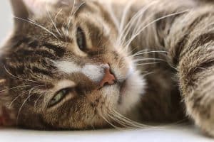 Comment déboucher le nez de votre chat : astuces et conseils pratiques