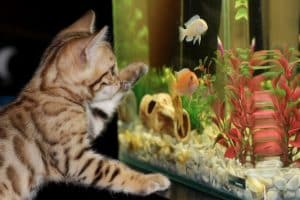 Pourquoi votre aquarium reste trouble après un nettoyage : causes et solutions