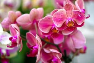 Pourquoi mes orchidées ne fleurissent plus : causes et solutions