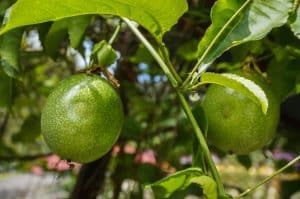 Tout savoir sur le fruit de la passion mûre : bienfaits et utilisations